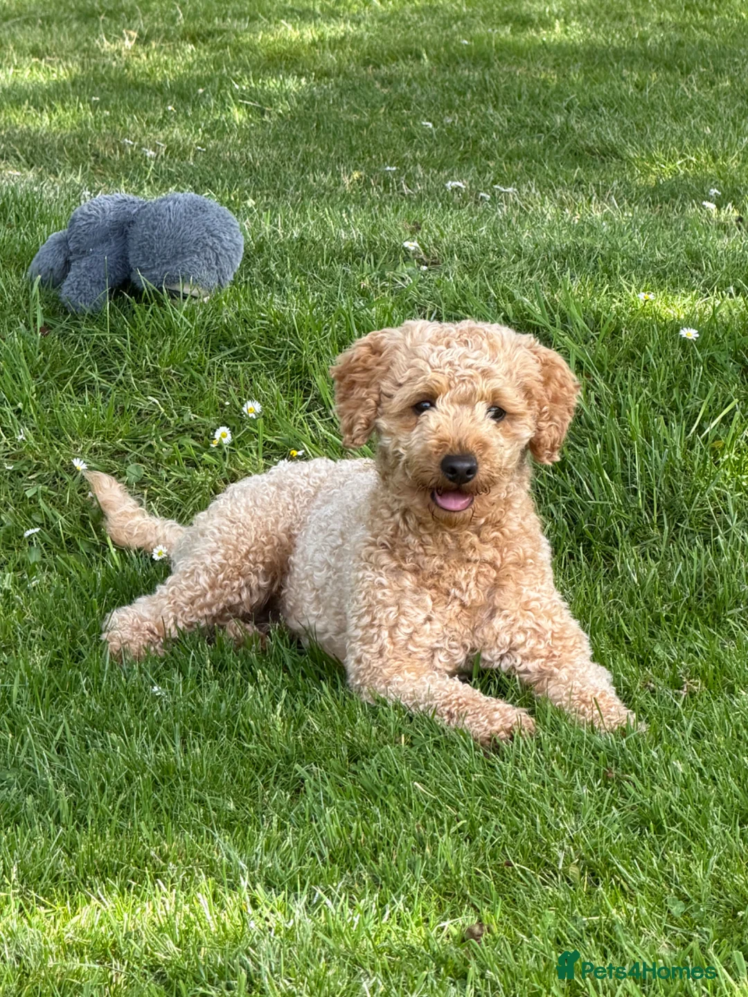 Cockapoo dogs for stud: KC Reg Toy Poodle Stud Dog DNA Tested Somerset - Advert 2