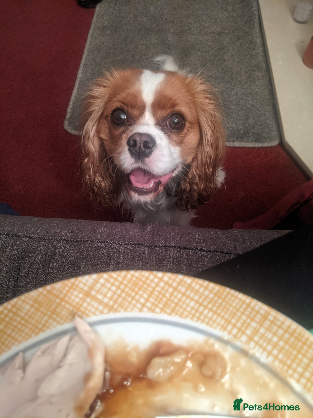 Cavalier King Charles Spaniel dogs for sale: Healthy, lively 2 year old Cavalier (neutered) - Advert 13