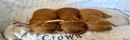 Cavapoo dogs for sale: F1 RED CAVAPOOS HEALTH TESTED KC PARENTS LICENSED  - Advert 17