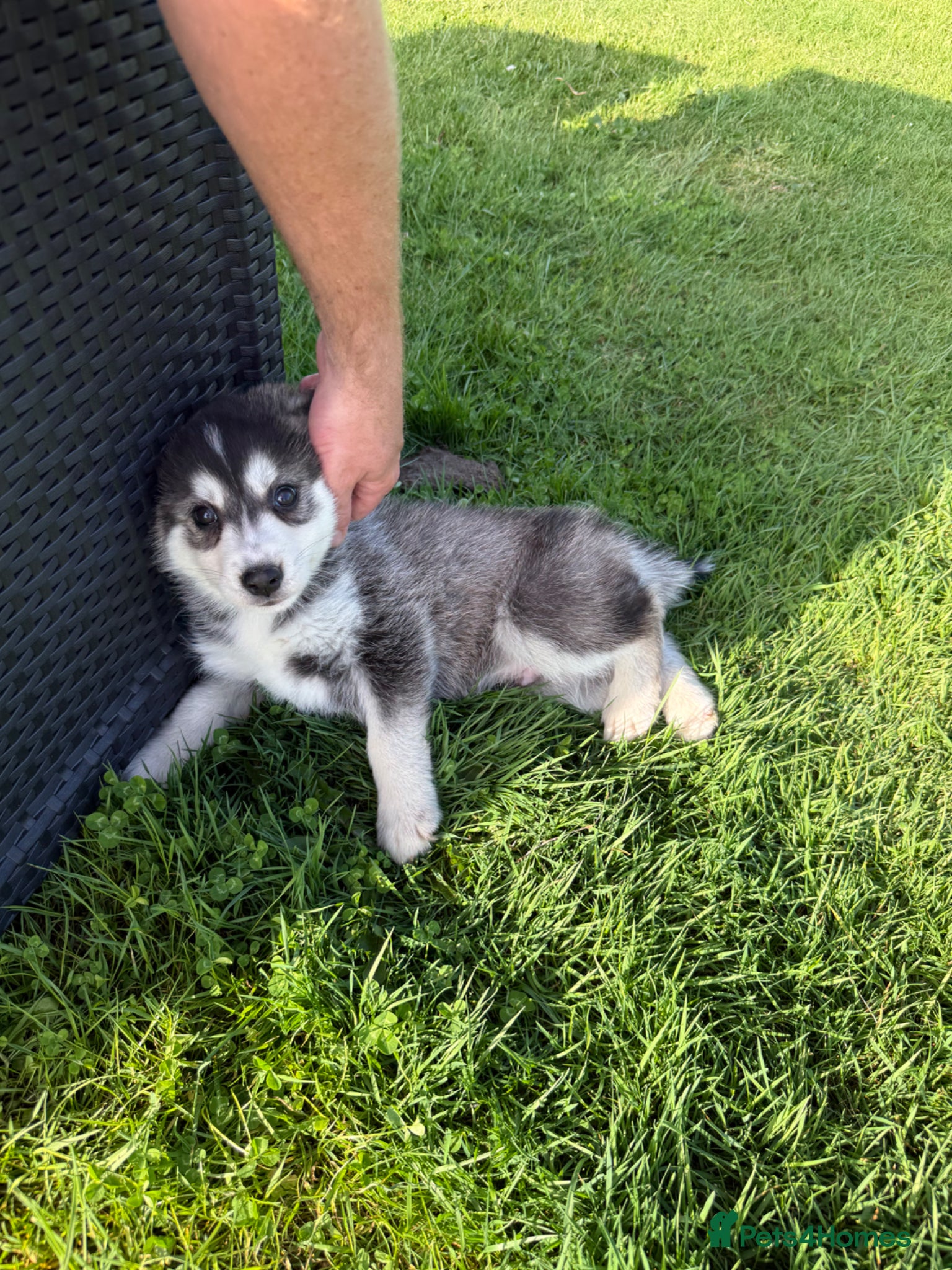 Pomsky dogs Beautiful F4 blue eyed pomsky puppies - Advert 1