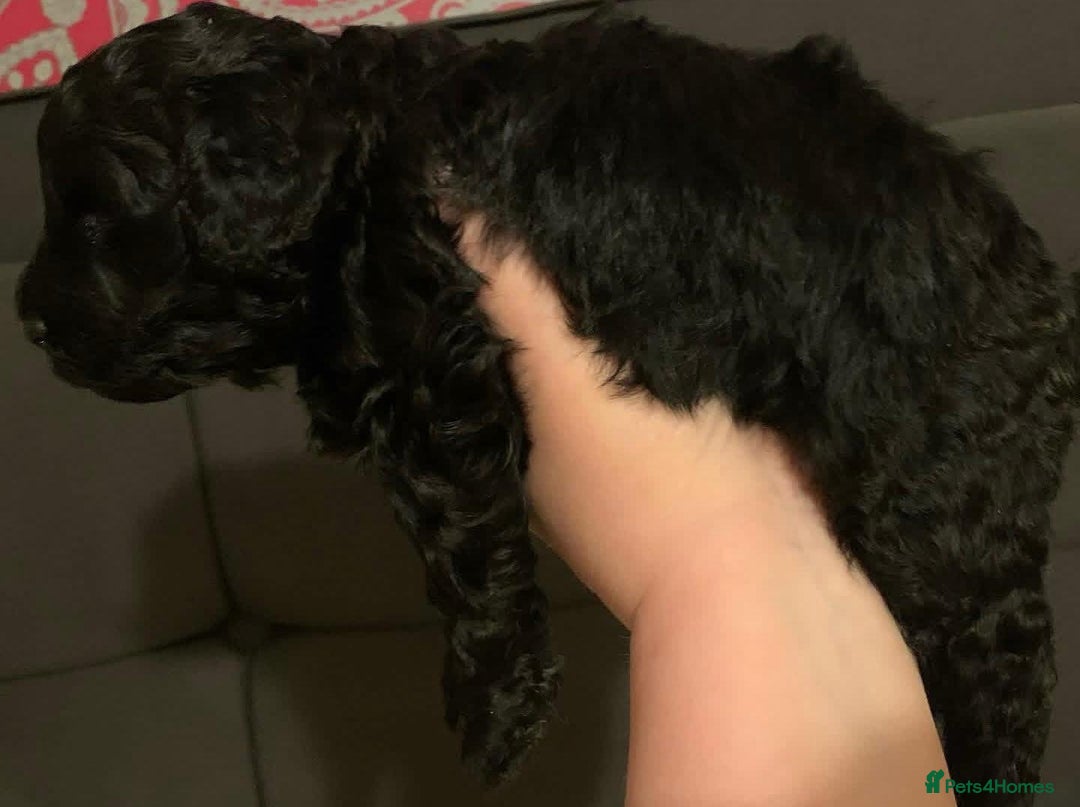 Cavapoo dogs for sale: Cavapoo puppies  - Advert 7