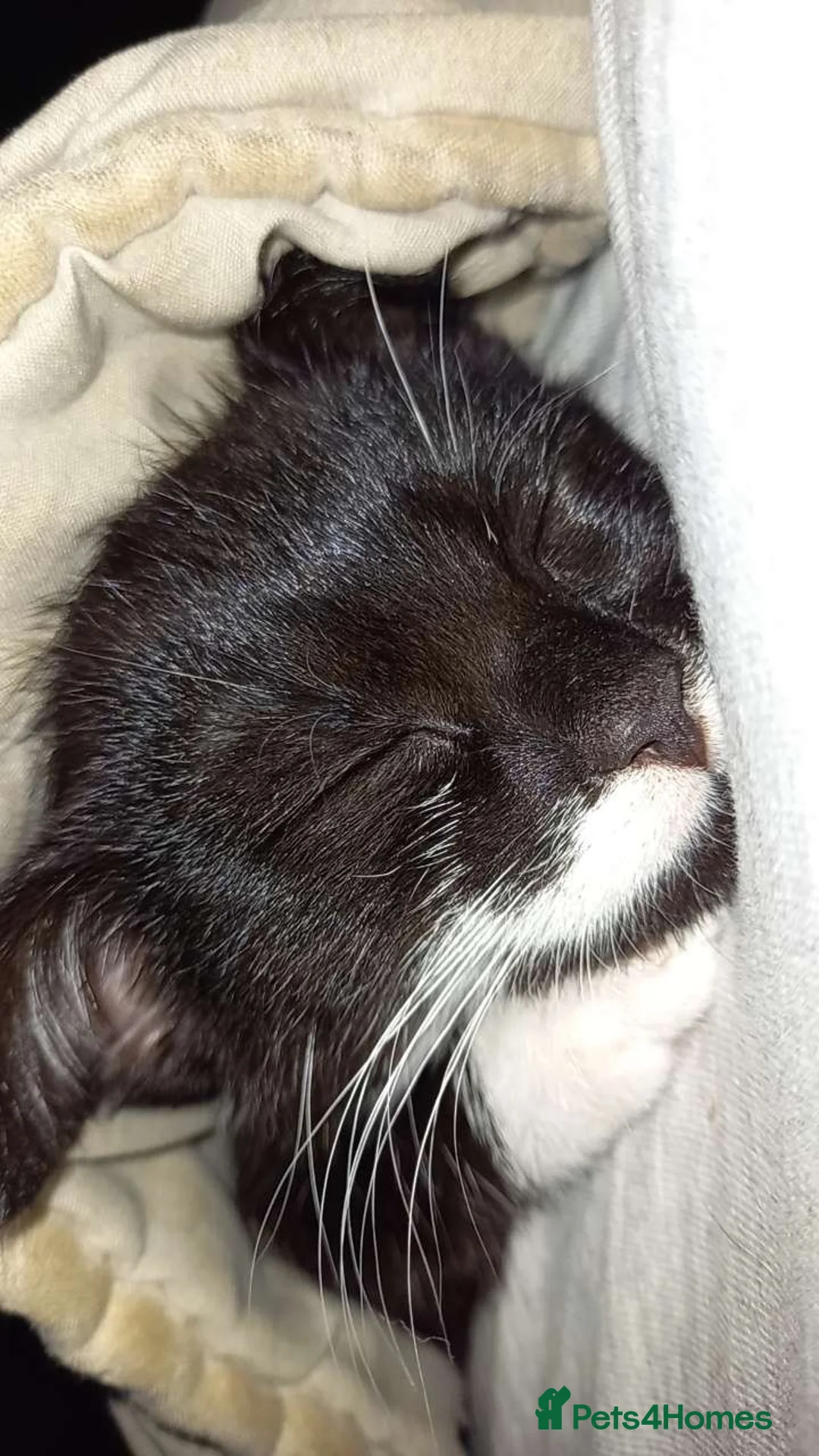 British Shorthair cats for sale: gorgeous black and white girl - Advert 3