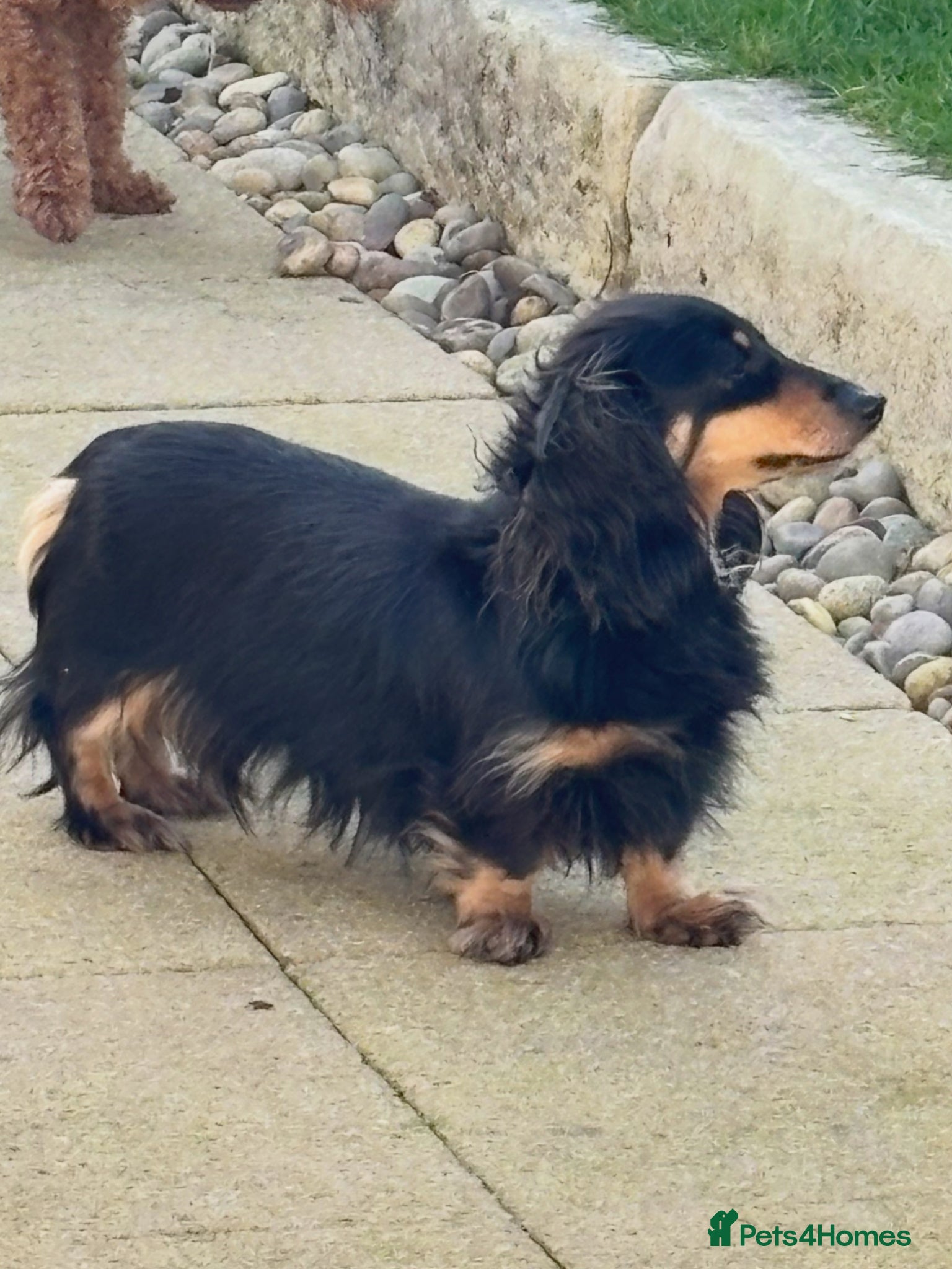 Dachshund dogs KC Miniature Long Haired Cream Dachshunds  - Advert 4