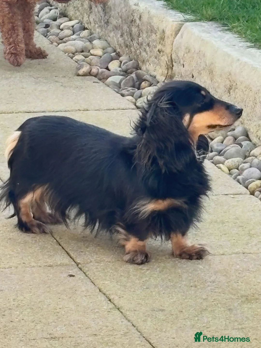 Dachshund dogs for sale: KC Miniature Long Haired Cream Dachshunds  - Advert 1