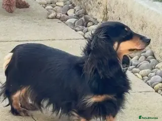 Dachshund dogs KC Miniature Long Haired Cream Dachshunds - Advert 4