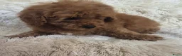 Cavapoo dogs for sale: Toy cavapoos heath checked 100 percent perfect - Advert 22