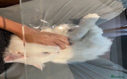 Mixed Breed cats for adoption: BLANCO - AMAZINGLY HANDSOME KITTEN NEUTERED VACCIN - Image 5