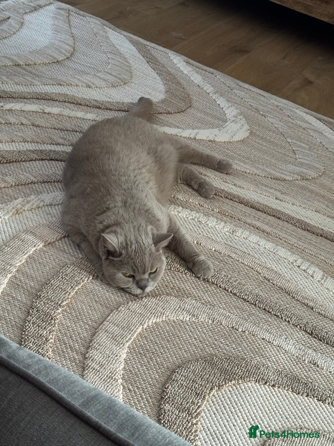 British Shorthair cats for sale: 6 year old British blue - Image 3