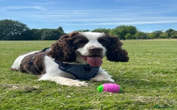 Cocker Spaniel dogs for stud: George  - Image 1
