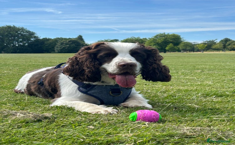 Cocker Spaniel dogs - Advert 7