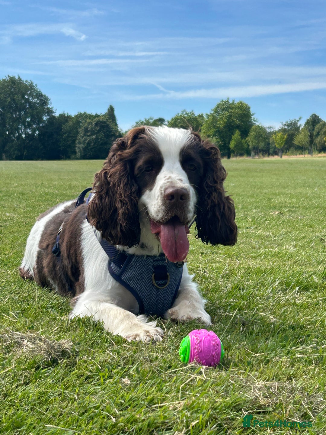 Cocker Spaniel dogs for stud: George  - Image 1