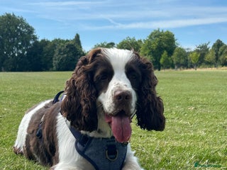 Cocker Spaniel dogs - Advert 41