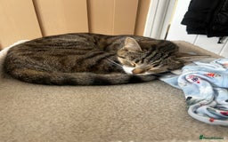Bengal cats for sale: ****** for rehoming  - Image 2