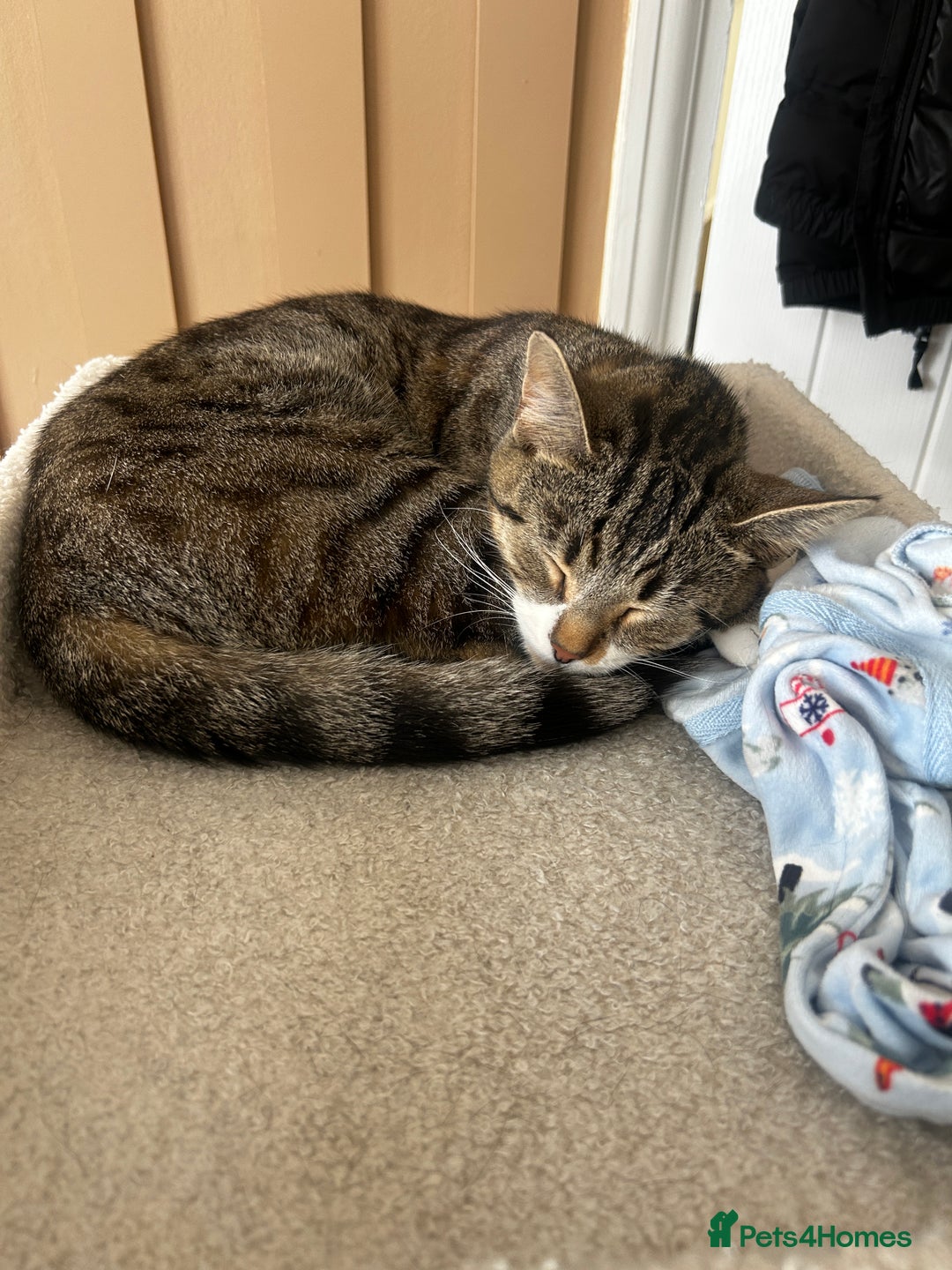 Bengal cats for sale: ****** for rehoming  - Image 2