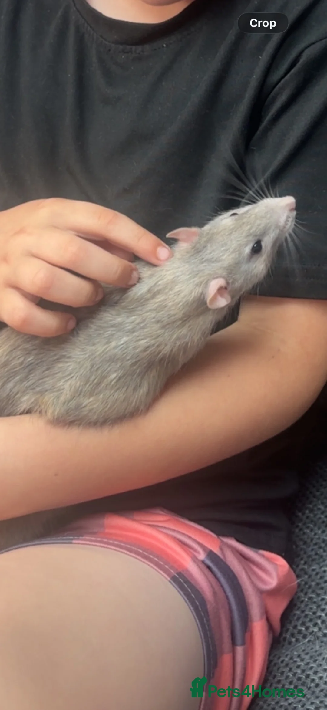 Rat rodents for sale: 3 male rats free to a good home - Advert 3