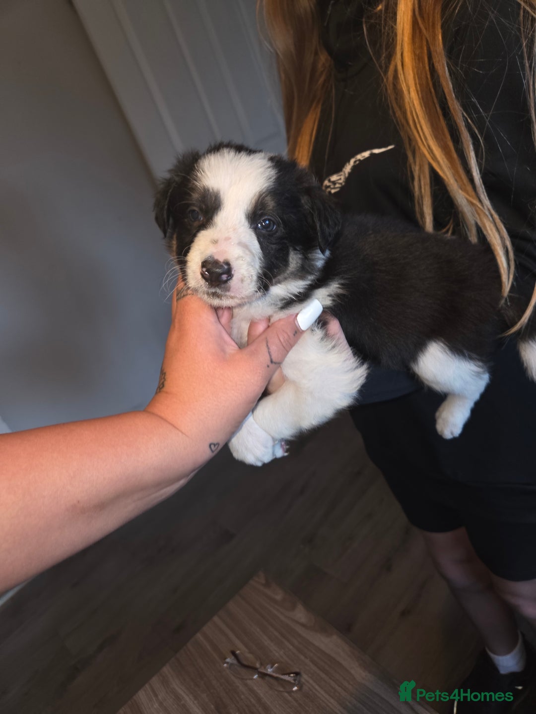 Border Collie dogs for sale: Border collie pups  - Image 8