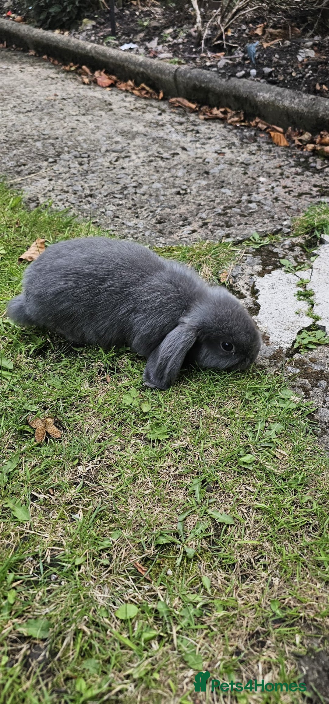 Mini Lion Lop rabbits for sale: Mini lop - Image 3