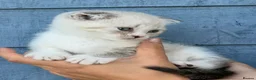 Scottish Fold cats for sale: Scottish fold x BSH - Advert 1