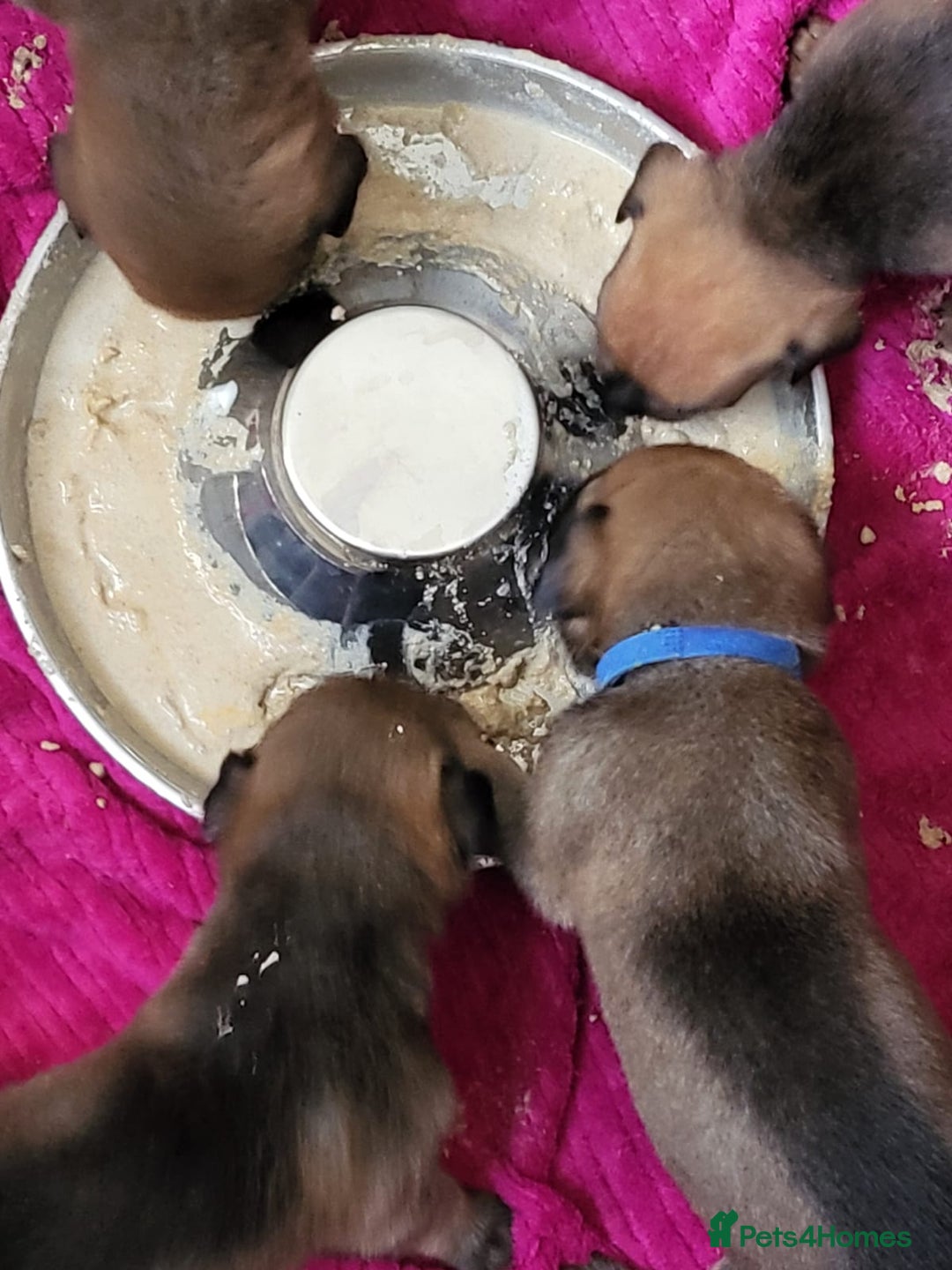 Mixed Breed dogs for sale: Beautiful Ridgeback Staffy x Rottweiler Puppies - Image 9