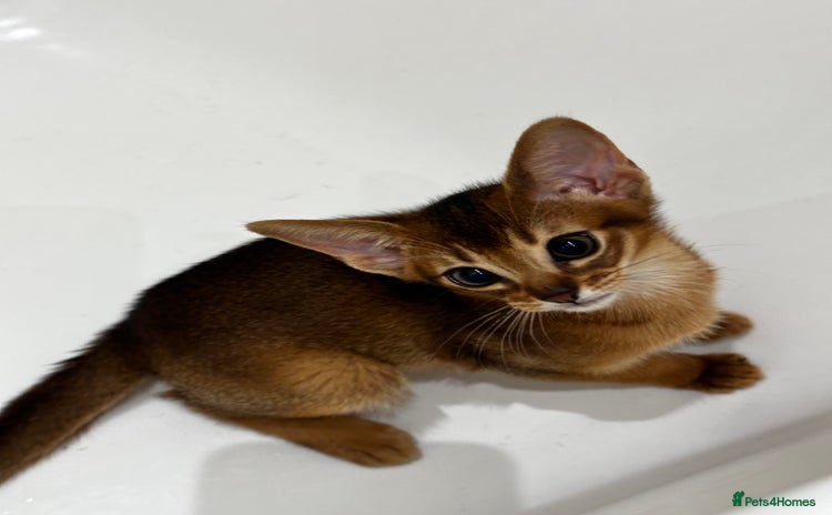 Abyssinian cats - Advert 4