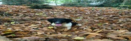English Springer Spaniel dogs for sale: Working springer spaniels  in Totnes - Advert 14