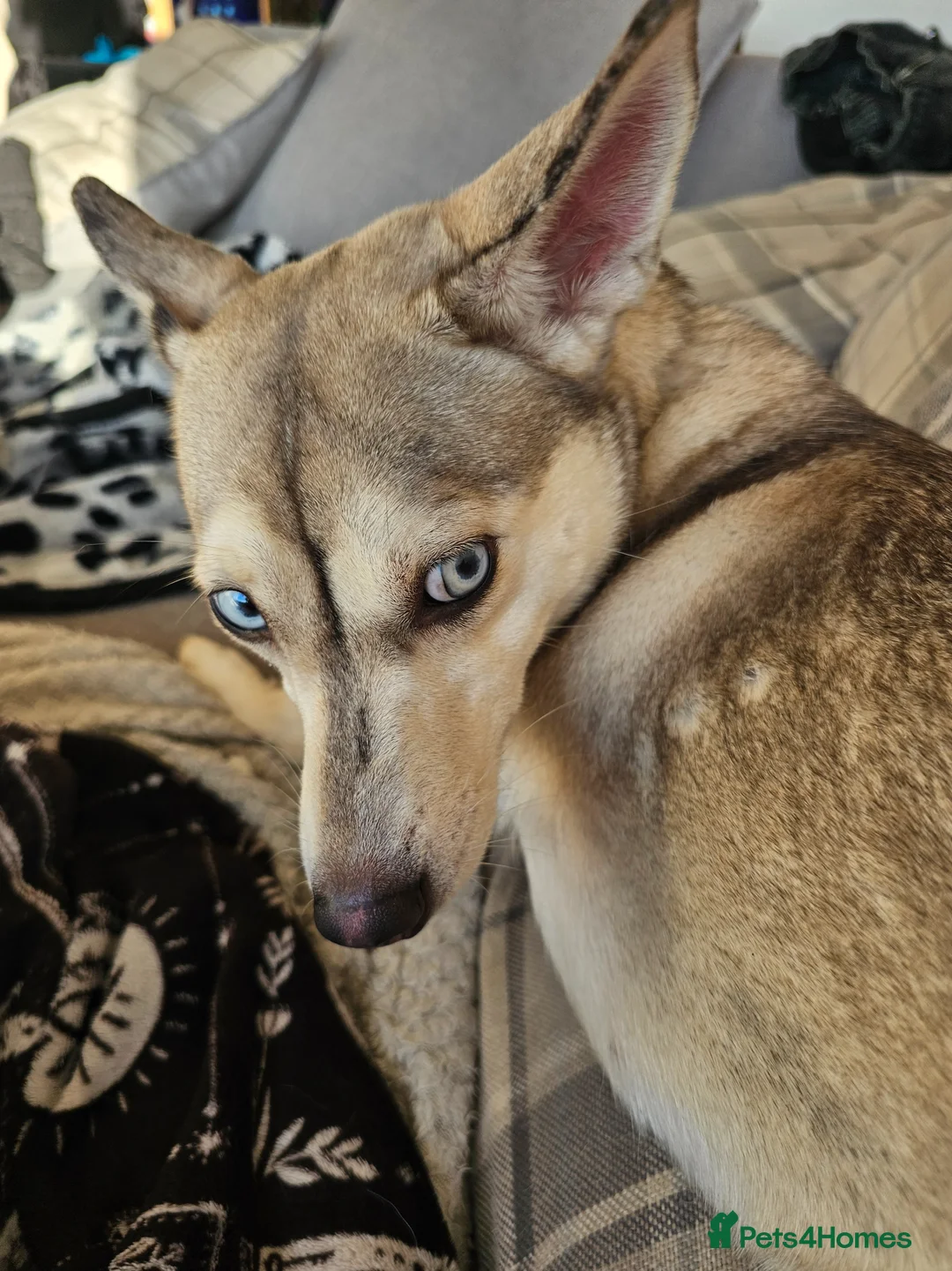 Mixed Breed dogs for sale: Adorable little girl  in Cranbrook - Advert 2