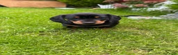Miniature Dachshund dogs for sale: Miniature short haired Dachshund Puppy’s - Advert 13
