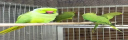 Parakeets birds for sale: Green ringneck - Advert 1