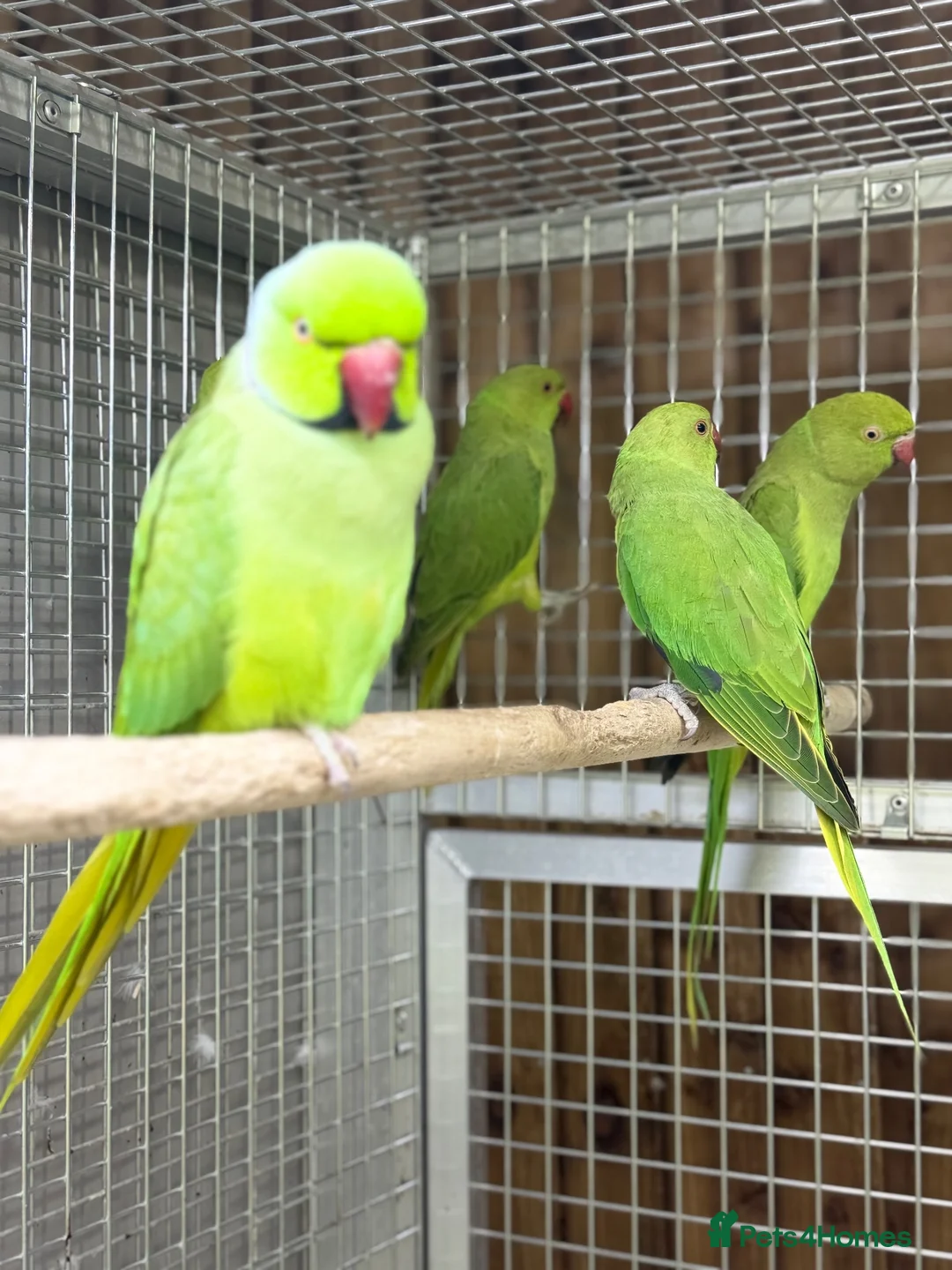 Parakeets birds for sale: Green ringneck - Advert 1