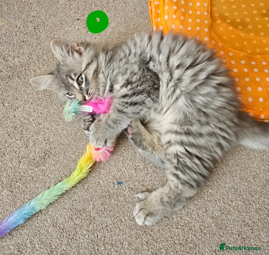Bengal cats for sale: Elven Bengals - Image 5