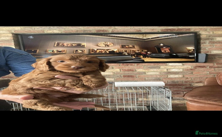 Cockapoo dogs - Advert 5
