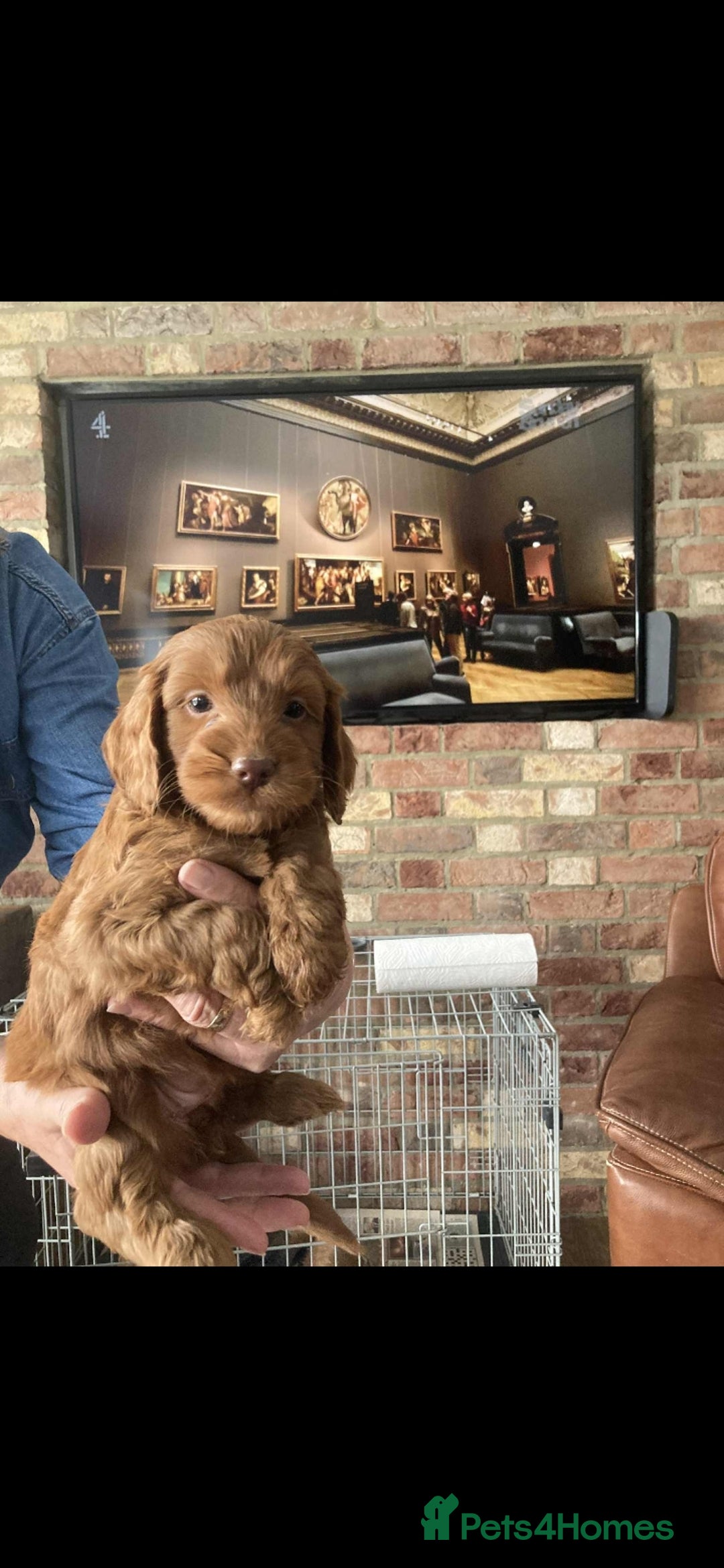 Cockapoo dogs for sale: Cockapoo puppies  - Image 1