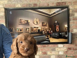 Cockapoo dogs - Advert 17