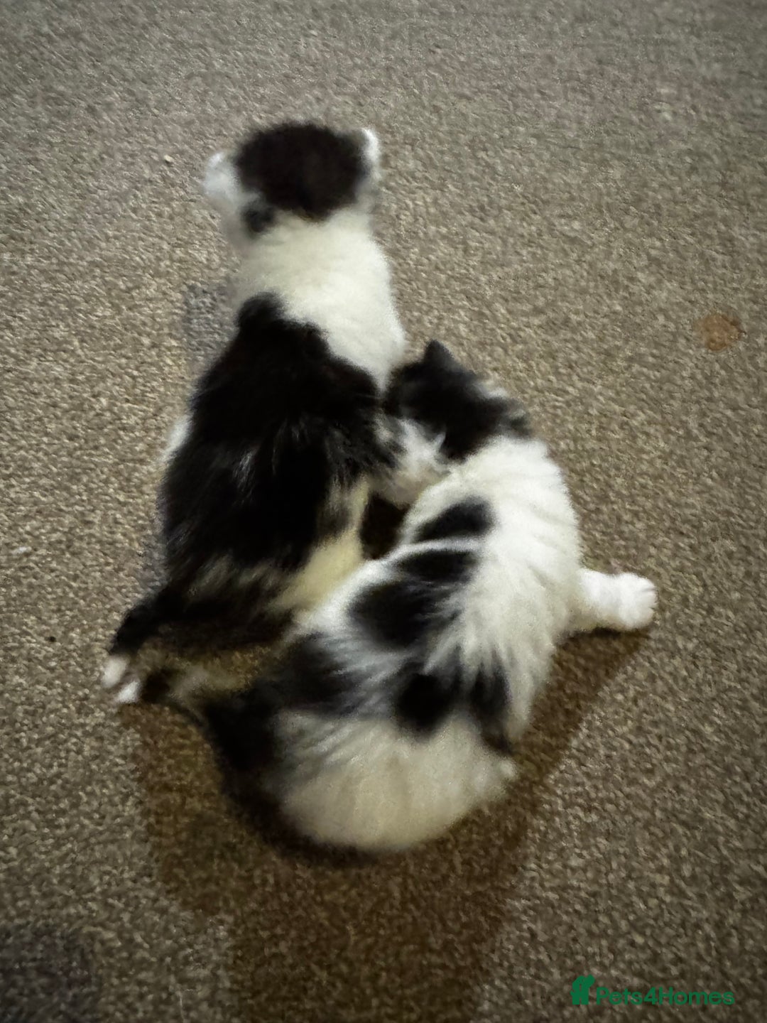 British Longhair cats for sale: Black and white long hair kittens for sale - Advert 11