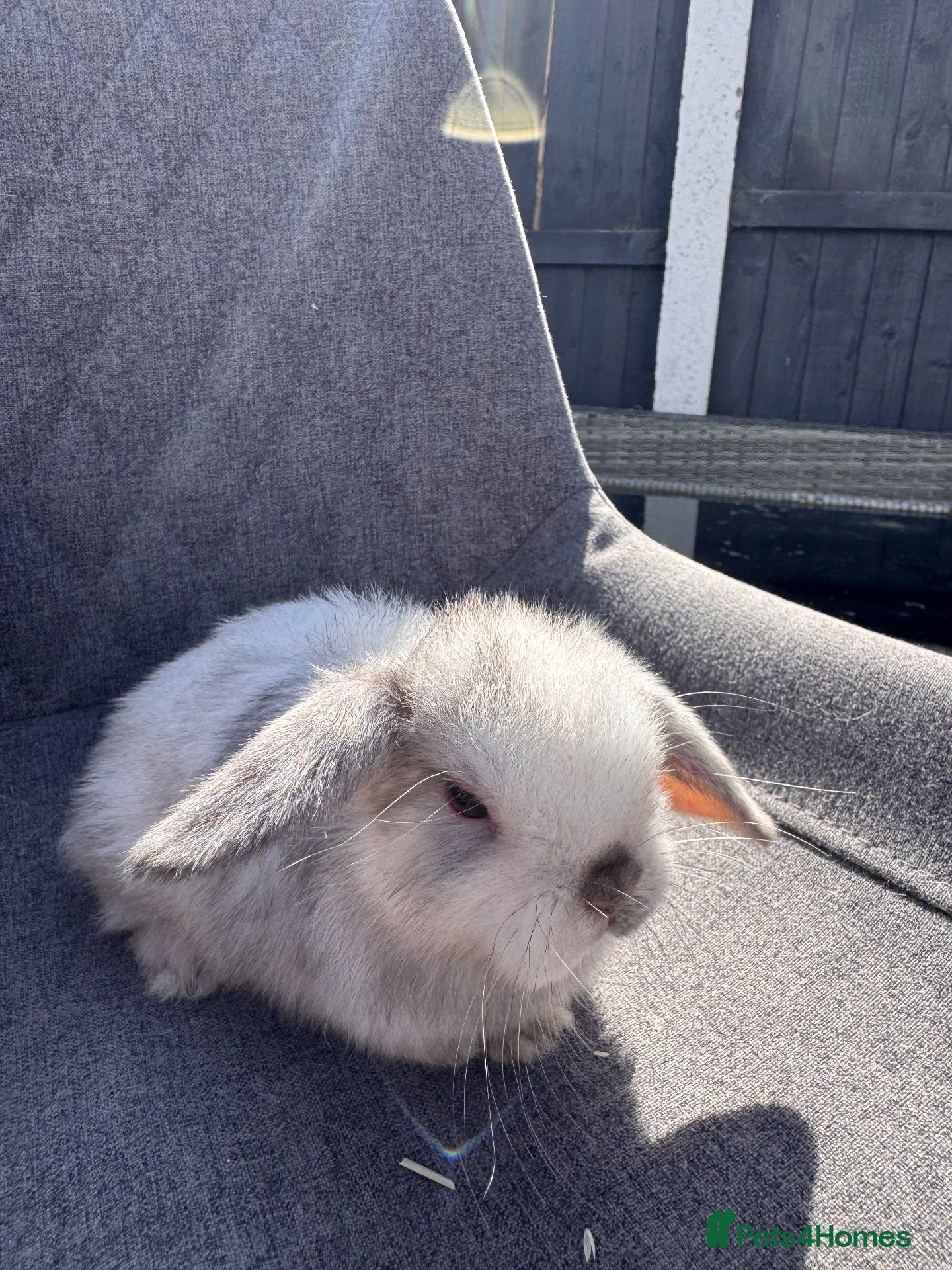 Mini Lop rabbits Pure bred mini lop bunnies  - Advert 1