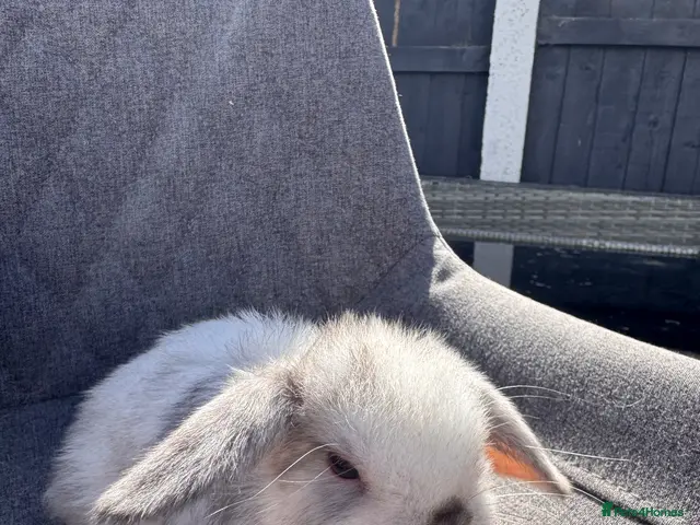 Mini Lop rabbits for sale: Pure bred mini lop bunnies - Advert 1