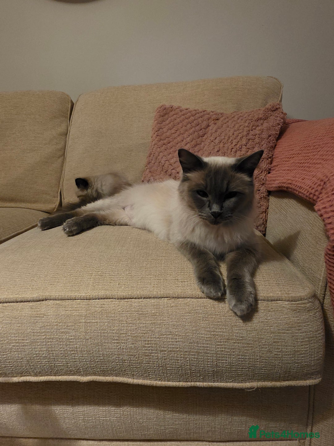 Ragdoll cats for sale: Beautiful Ragdoll Kittens Ready NOW - Advert 2