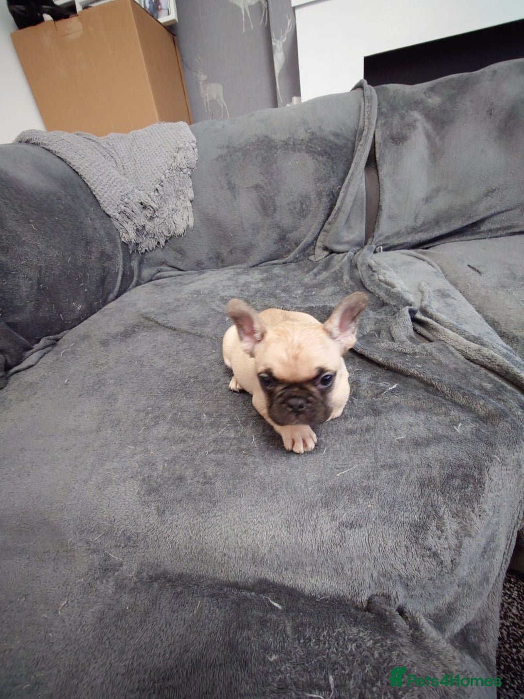 French Bulldog dogs for sale: 4 Beautiful french bulldog puppies  - Image 11