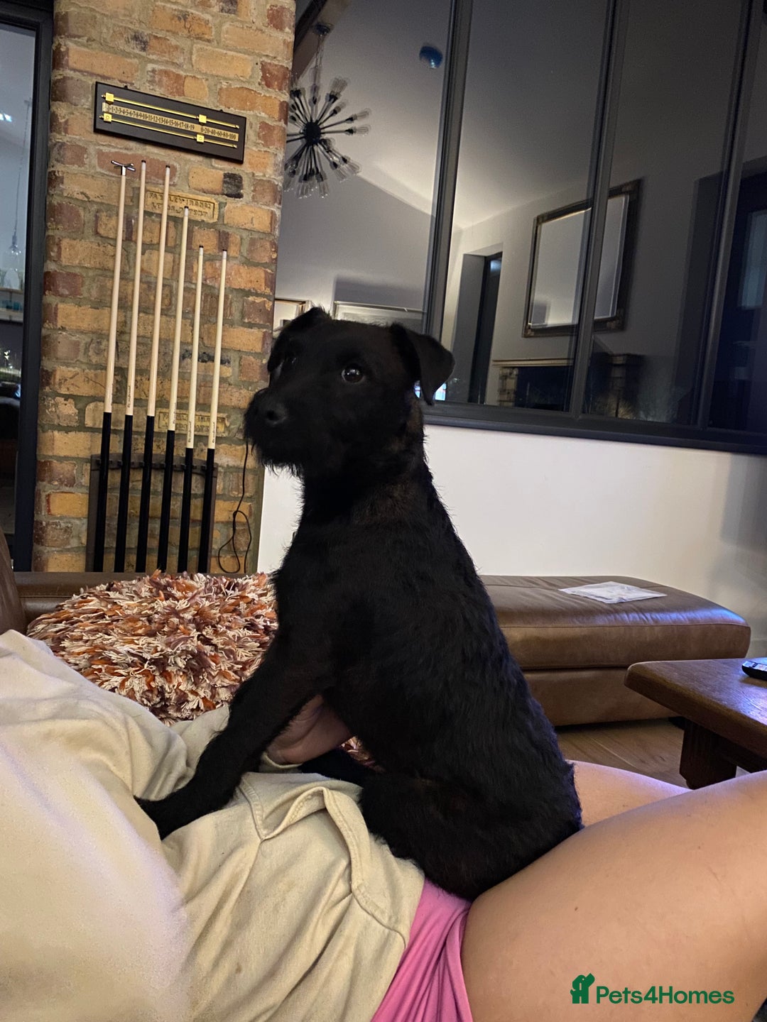 Patterdale Terrier dogs for sale: Patterdale bitch 4 yr old genuine reason for sale - Advert 4