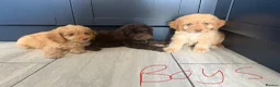 Cockapoo dogs for sale: Cockapoo pups ready now  - Advert 7