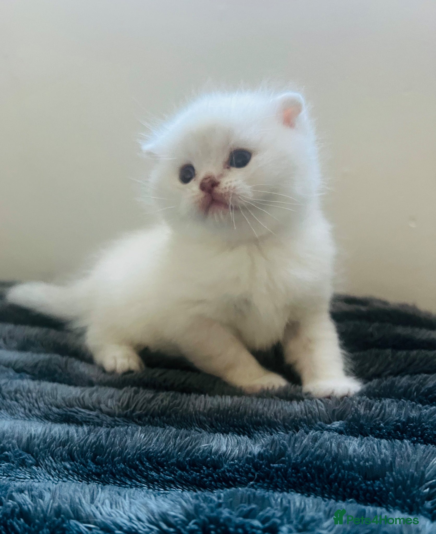 Scottish Fold cats Scottish fold and straight kittens - Advert 1
