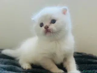 Scottish Fold cats Scottish fold and straight kittens - Advert 5