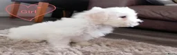 Bichon Frise dogs for sale: Bichon Frise Bichons - Advert 12