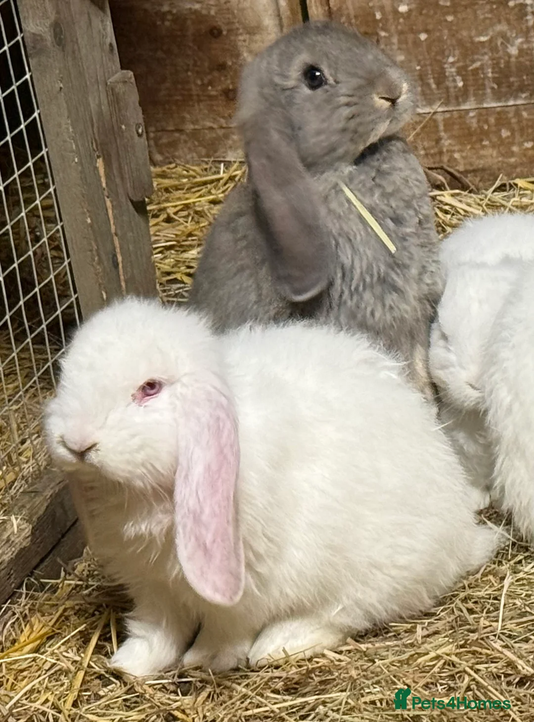 French Lop rabbits for sale: Pure bred French lops - Advert 2