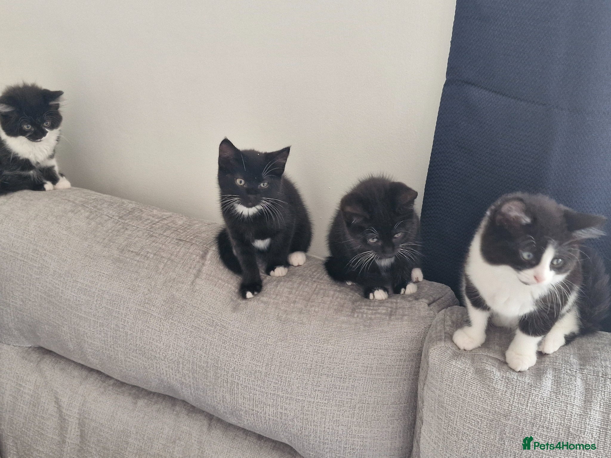 Mixed Breed cats Kittens for sale - Advert 8