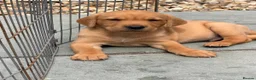 Labrador Retriever dogs for sale: Fox red Kc reg Labrador Retriever Puppies  - Advert 4