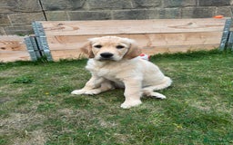 Golden Retriever dogs for sale: Ready now - Golden Retriever Puppies  - Image 18