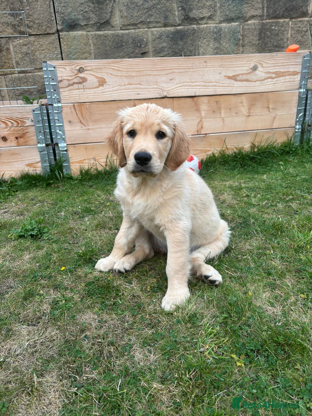 Golden Retriever dogs for sale: Ready now - Golden Retriever Puppies  - Image 18