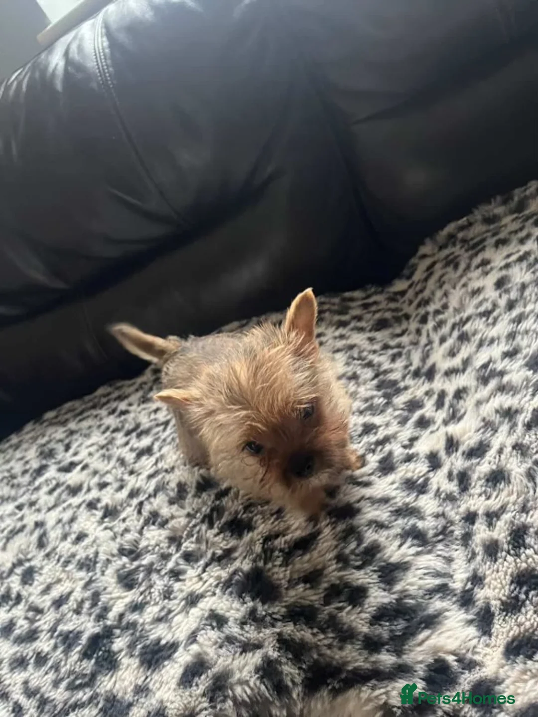 Yorkshire Terrier dogs for sale:  **  Yorkshire terriers in Derby - Advert 5