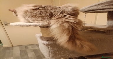Ragdoll cats in Telford - Advert 3